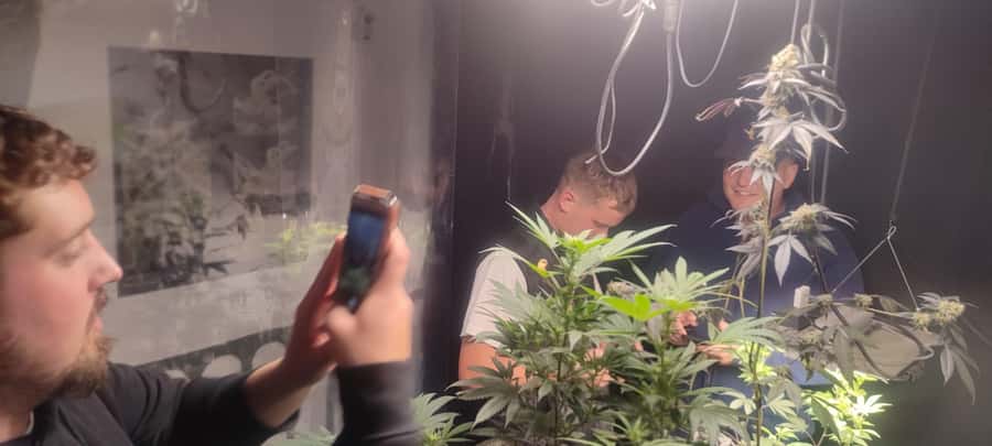 CANNABIS EXPERIENCE - Price and value: what $64 buys you