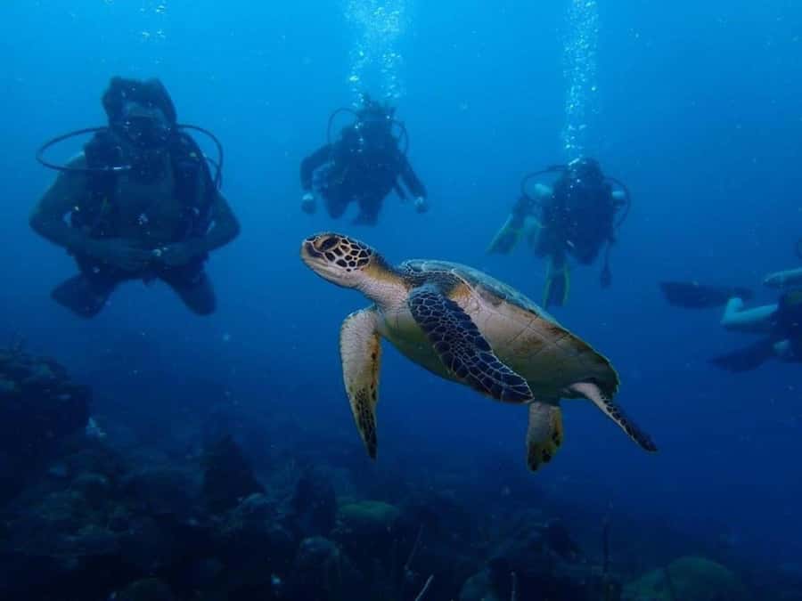 Cartagena: 2 Tanks Dive Plan For CERTIFIED DIVERS - Club Náutico de Cartagena and the 7:00 am rhythm