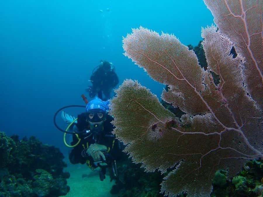 Cartagena: 2 Tanks Dive Plan For CERTIFIED DIVERS - Barú or Salmedina: how site choices affect what you see
