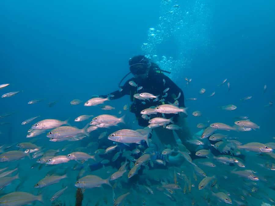 Cartagena: 2 Tanks Dive Plan For CERTIFIED DIVERS - The boat routine: fruit breaks, comfort, and pacing