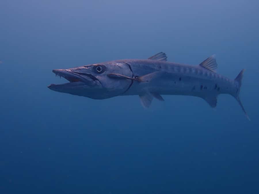 Cartagena: 2 Tanks Dive Plan For CERTIFIED DIVERS - Underwater photos and videos: what you get and why it matters
