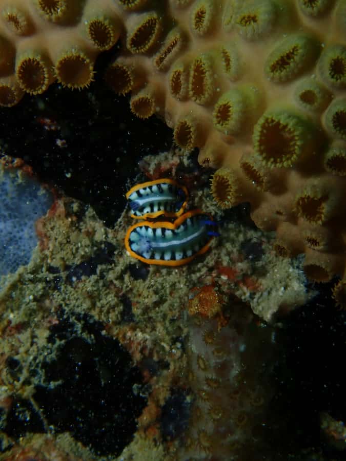 Cartagena: 2 Tanks Dive Plan For CERTIFIED DIVERS - Rules you should know before you go