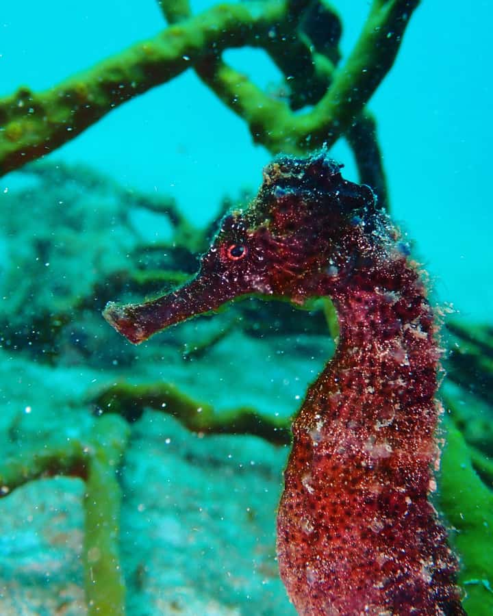 Cartagena: 2 Tanks Dive Plan For CERTIFIED DIVERS - Flying after scuba: the 18-hour warning you must respect