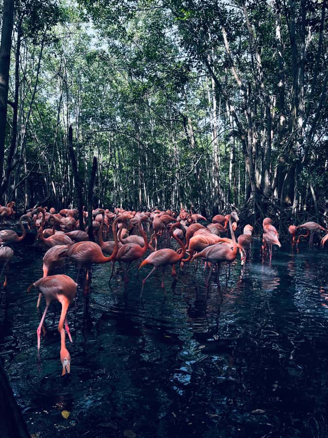 Cartagena: Aviary National Park Tour with Hotel Pickup - National Aviary of Colombia, 17 acres of birds in their own world