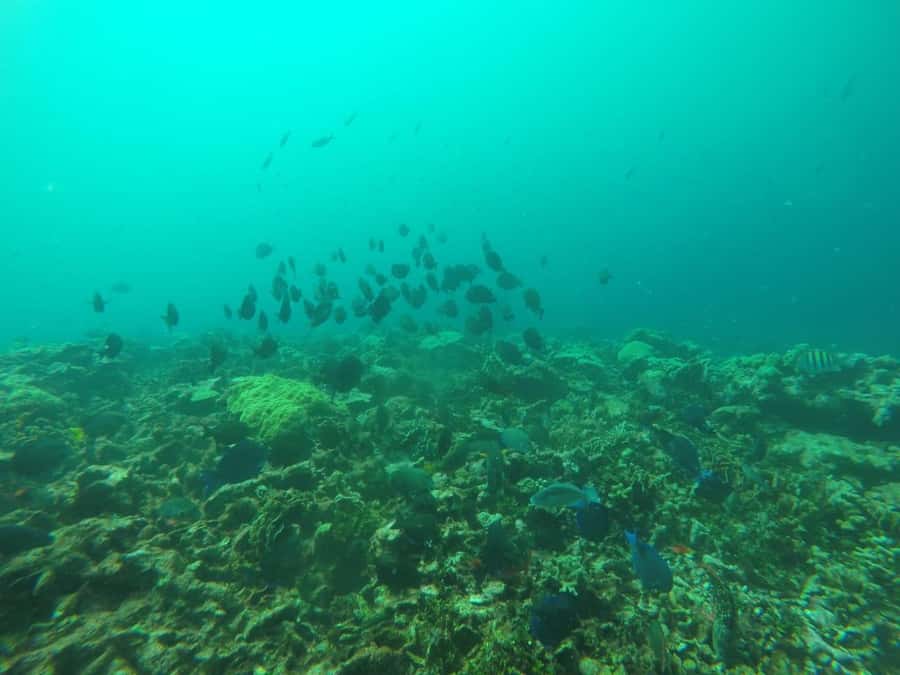 Cartagena: Basic Diving for beginners in Rosario Islands - Rules and safety notes you should actually care about