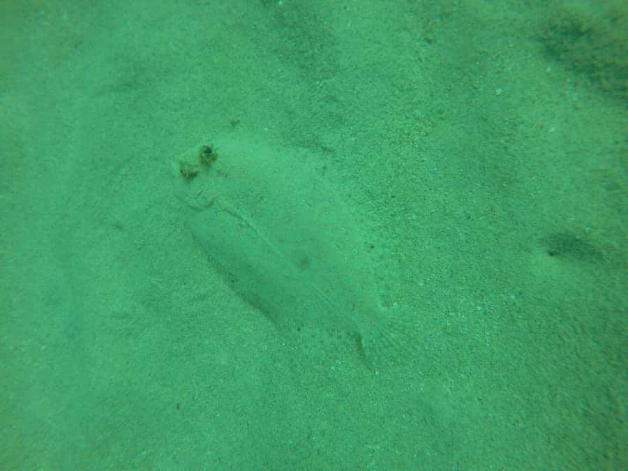 Cartagena: Basic Diving for beginners in Rosario Islands - Transportation reality: bus, speedboat, and why the day can feel longer