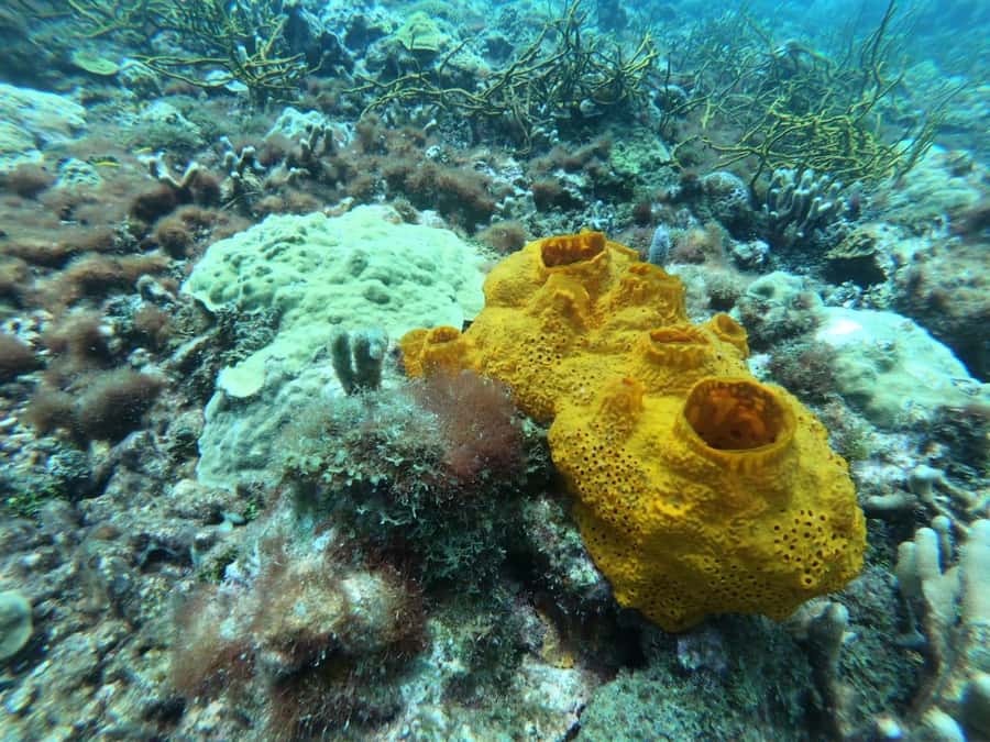 Cartagena: Basic Diving for beginners in Rosario Islands - Price and what you get for $137