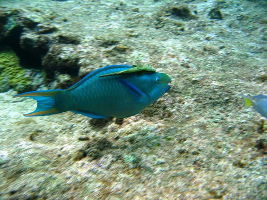 Cartagena: Basic Diving for beginners in Rosario Islands - What to bring (so your first session feels easy)