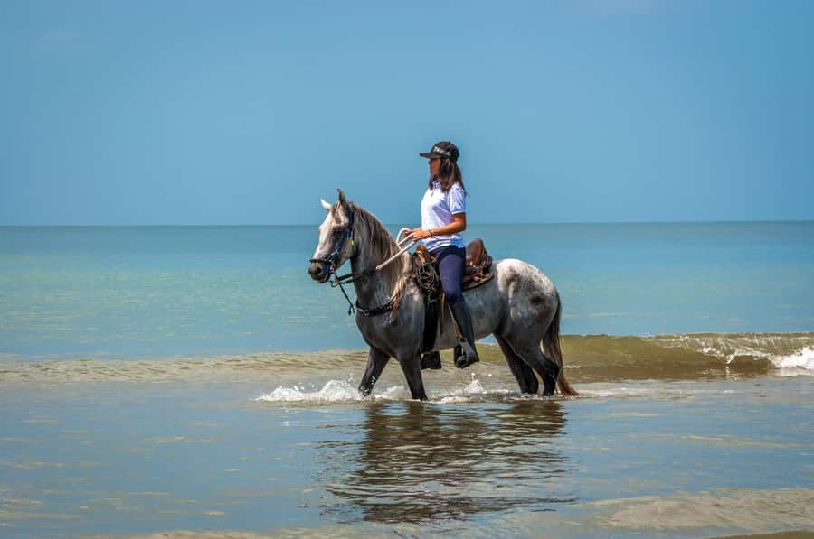 Cartagena: Beach Horse Ride and Colombian Equestrian Culture - Should you book this Cartagena beach horse ride?