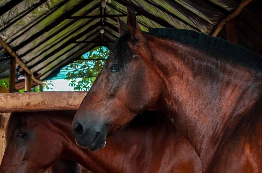 Cartagena: Beach Horse Ride and Colombian Equestrian Culture - Who should book (and who should skip)