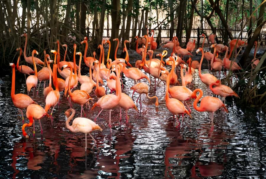 Cartagena: Daytour Aviary and Playa blanca, Barú by bus! - Aviario Nacional de Colombia: what 2.5 hours feels like