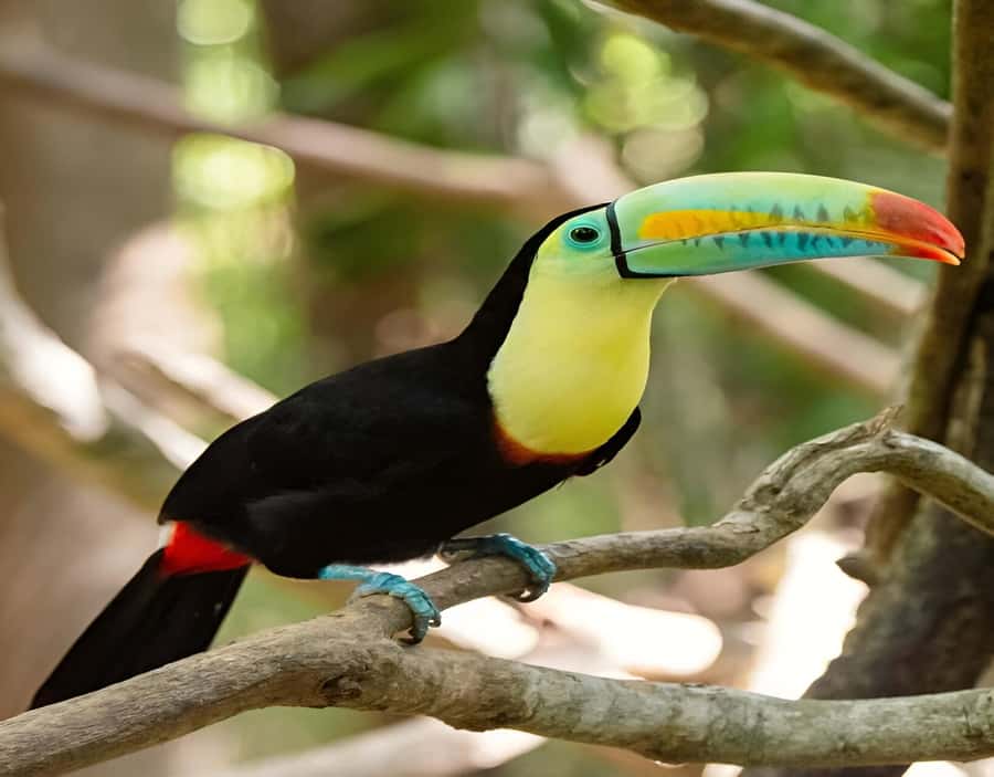 Cartagena: Daytour Aviary and Playa blanca, Barú by bus! - Lunch and on-site setup: what’s included, what’s not