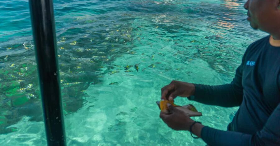 Cartagena: Ecoplan on Barú, Aviary and Oceanarium in one day - Lunch on Barú: Fuel for the Aviary Tour