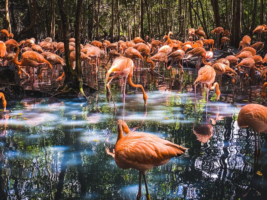 Cartagena: Ecoplan on Barú, Aviary and Oceanarium in one day - Who This Day Trip Suits, and Who Should Skip It