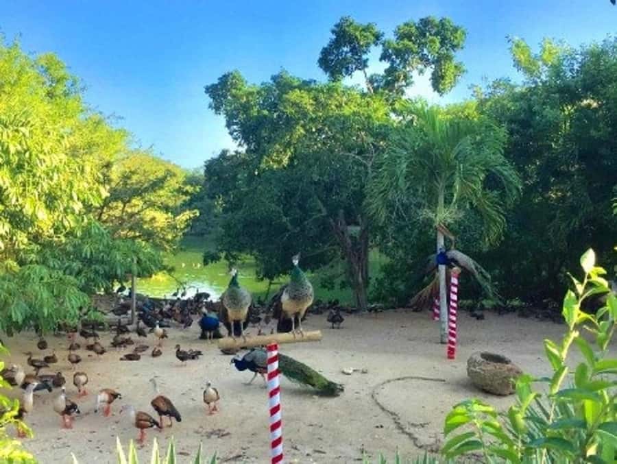Cartagena: Entrance to the AVIARY with TRANSFER INCLUDED - Transfer to Barú: 45 minutes that set up the swim time
