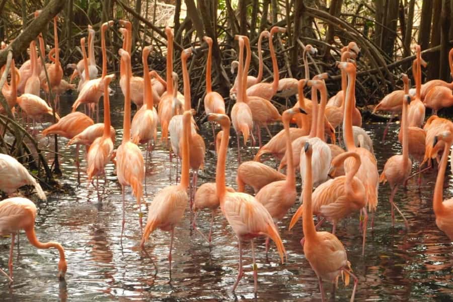 Cartagena: Entrance to the AVIARY with TRANSFER INCLUDED - Price and value: does $41 make sense for this mix?