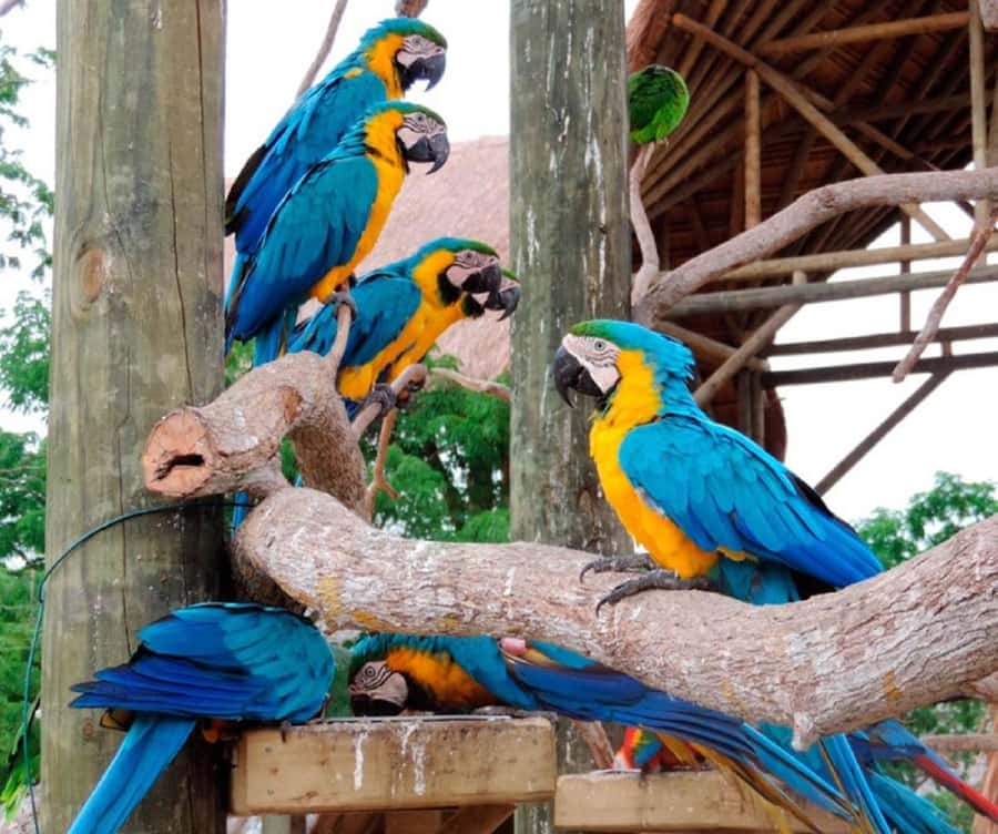 Cartagena: Entrance to the AVIARY with TRANSFER INCLUDED - What to bring so the day feels easy