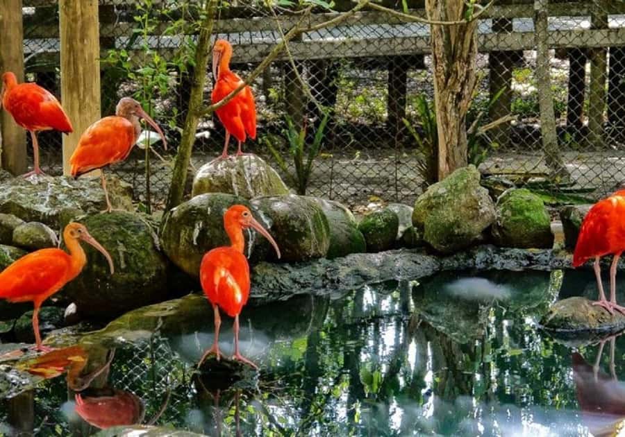 Cartagena: Entrance to the AVIARY with TRANSFER INCLUDED - Aviario Nacional de Colombia: what you’re really paying for