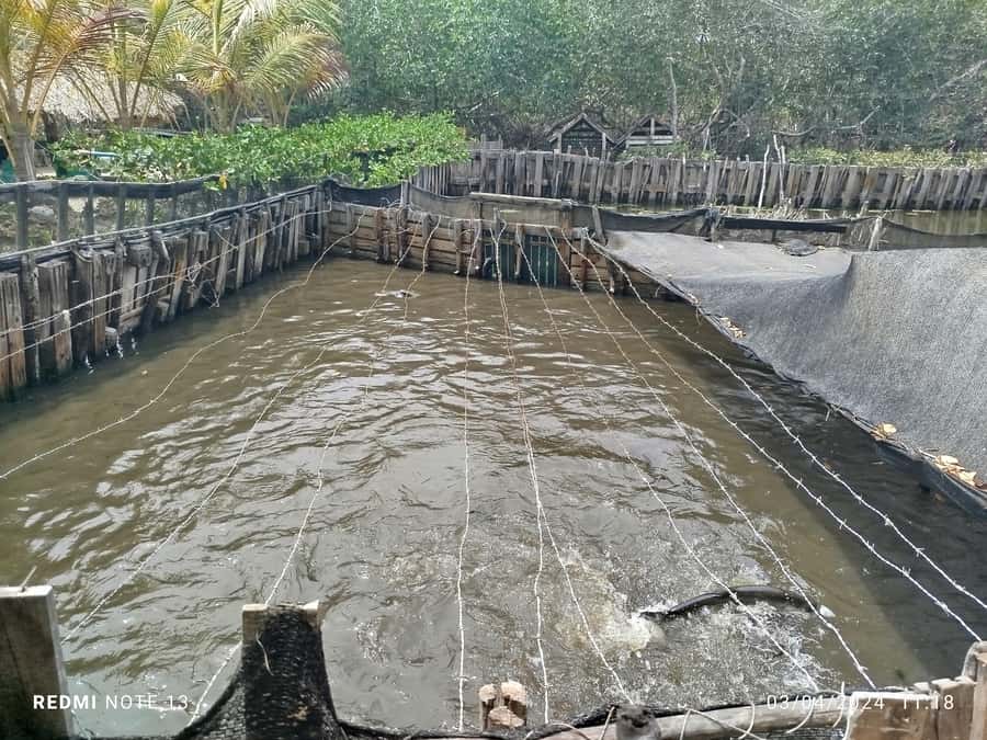Cartagena: FISHERMEN'S ISLAND IN THE MANGROVES by canoe - Isla de los Pescadores: coco frio, music and dance, and local history