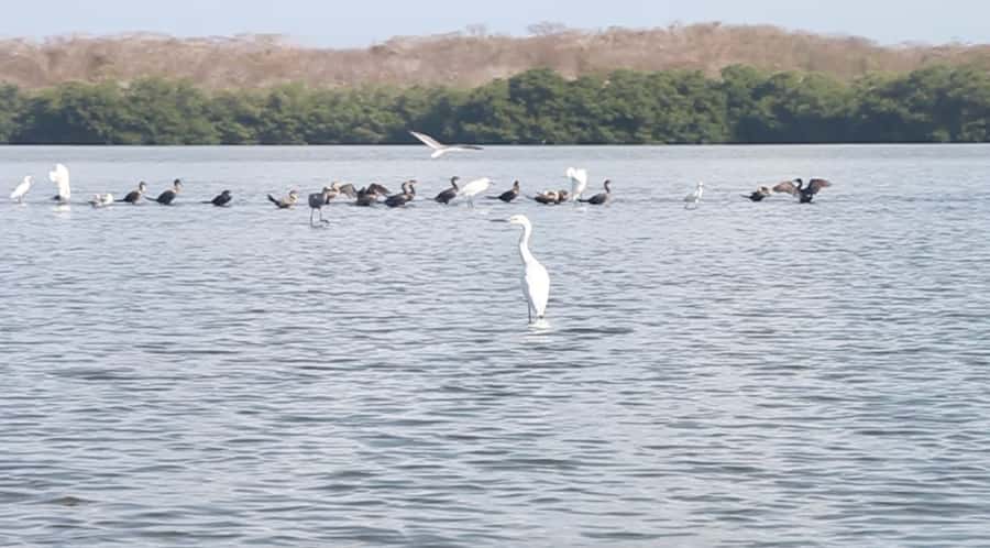 Cartagena Fishing, Crabbing, Birdwatching Experience + Lunch - Key highlights worth your attention