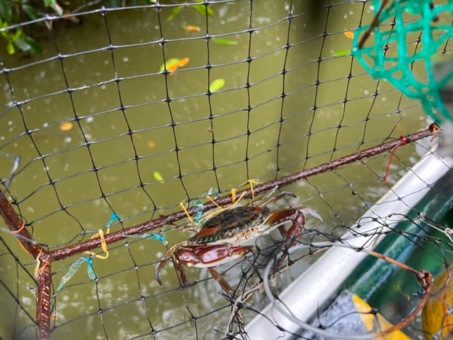 Cartagena Fishing, Crabbing, Birdwatching Experience + Lunch - Learn Traditional Crabbing and Net Fishing Up Close