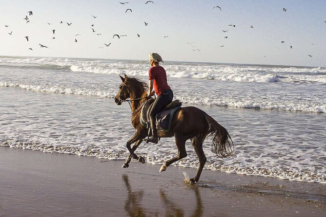 Cartagena: Horseback Riding at the Beach During Day or Sunset - Price and Value: Is $50 Reasonable for a Horse on the Beach?