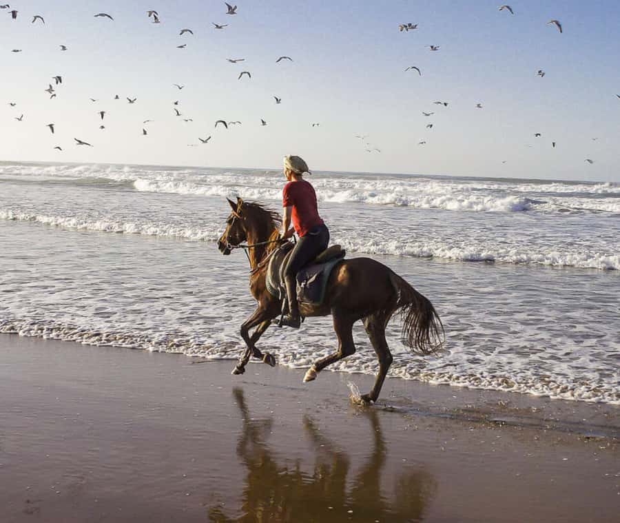 Cartagena: Horseback Riding on the Beach at Sunset - The guides: Jose and Gabriel make it more than a photo stop
