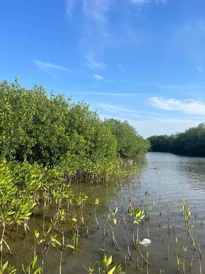 Cartagena: Mangrove Eco Tour & Fishing with Transportation - Who this tour is best for, and who might not love it