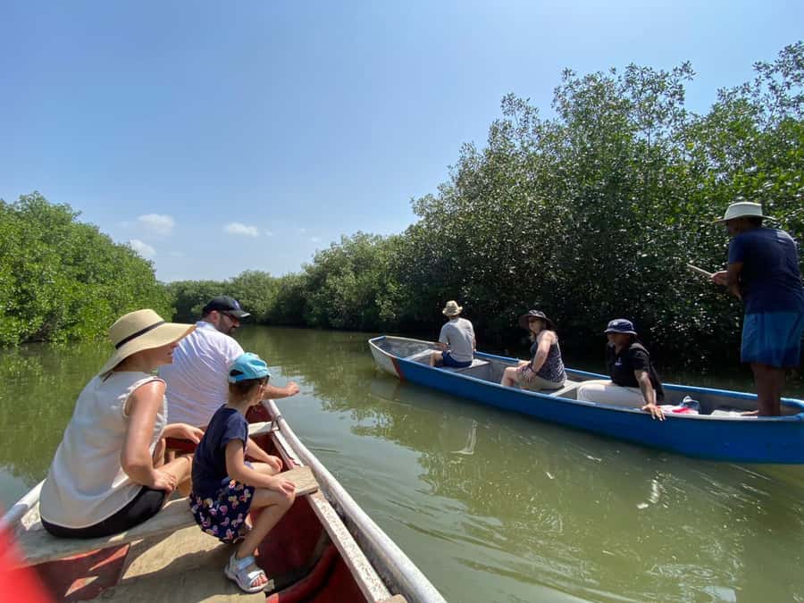 Cartagena: Mangrove Eco Tour & Fishing with Transportation - La Boquilla mangroves, why the ecosystem matters so much