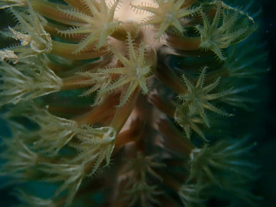 Cartagena: PADI DISCOVER SCUBA / MINICURSO DE BUCEO - Price of $168: value that makes sense for what you get