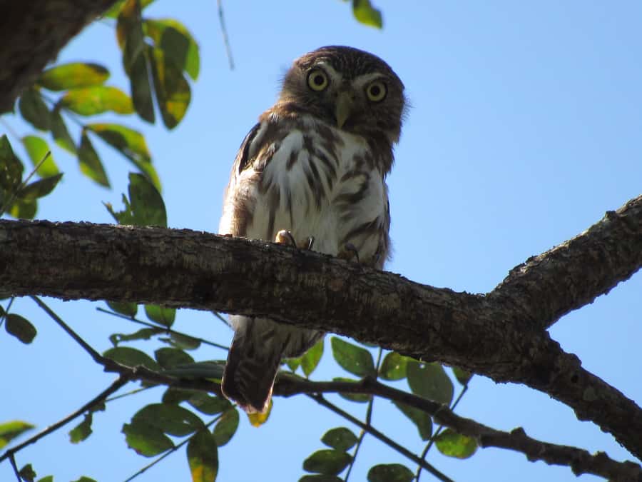 Cartagena: Private Bird-Watching Tour with Breakfast - Key things I’d zoom in on
