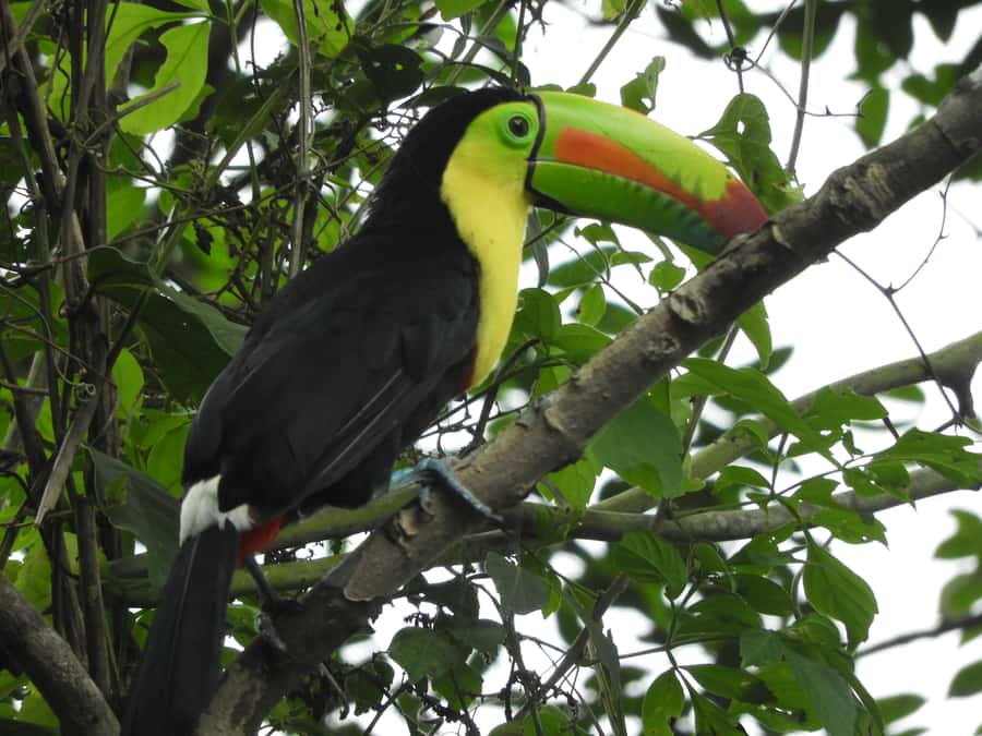 Cartagena: Private Bird-Watching Tour with Breakfast - Who Should Book This Bird-Watching Tour (And Who Might Skip It)