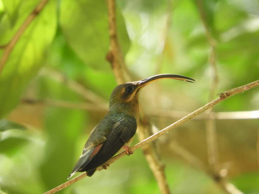 Cartagena: Private Bird-Watching Tour with Breakfast - Why I’d Wake Up at 5:00 AM for Cartagena’s Birds