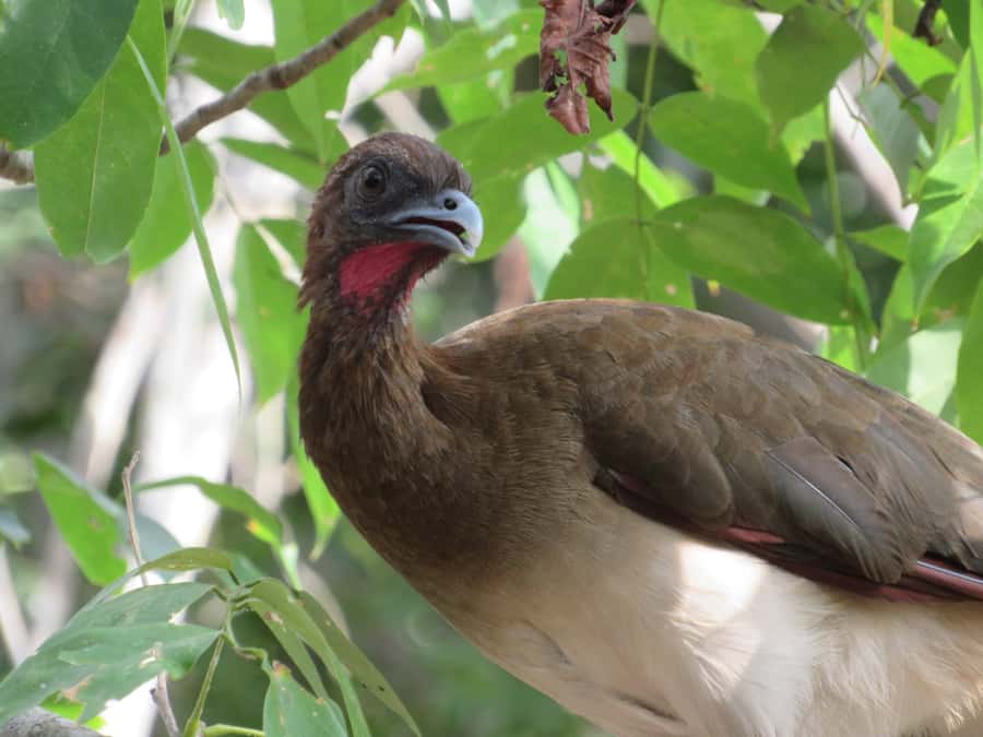 Cartagena: Private Bird-Watching Tour with Breakfast - Tropical and Gallery Forest: Where the Birding Gets Interesting