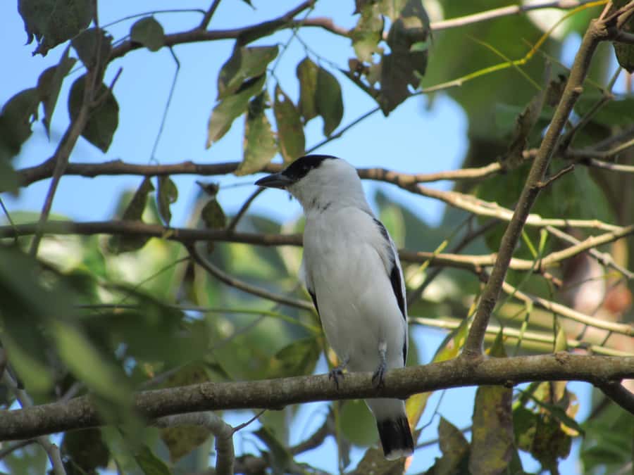 Cartagena: Private Bird-Watching Tour with Breakfast - What You Might Spot Beyond Birds (And Why It Matters)