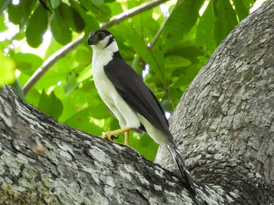 Cartagena: Private Bird-Watching Tour with Breakfast - Breakfast Break: Colombian Food After the Forest Work