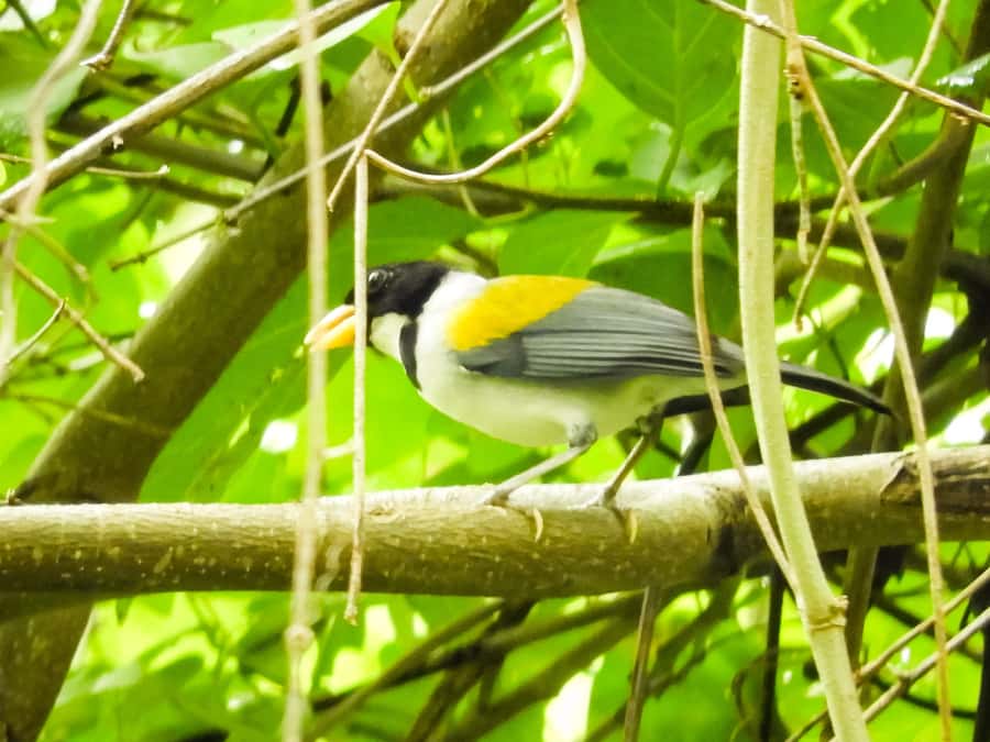 Cartagena: Private Bird-Watching Tour with Breakfast - Your Guide’s Role: How Luis and Others Shape the Morning