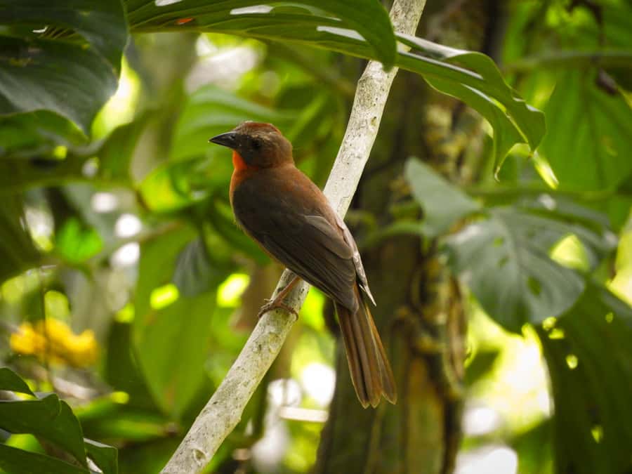 Cartagena: Private Bird-Watching Tour with Breakfast - Logistics You Should Get Right Before You Go