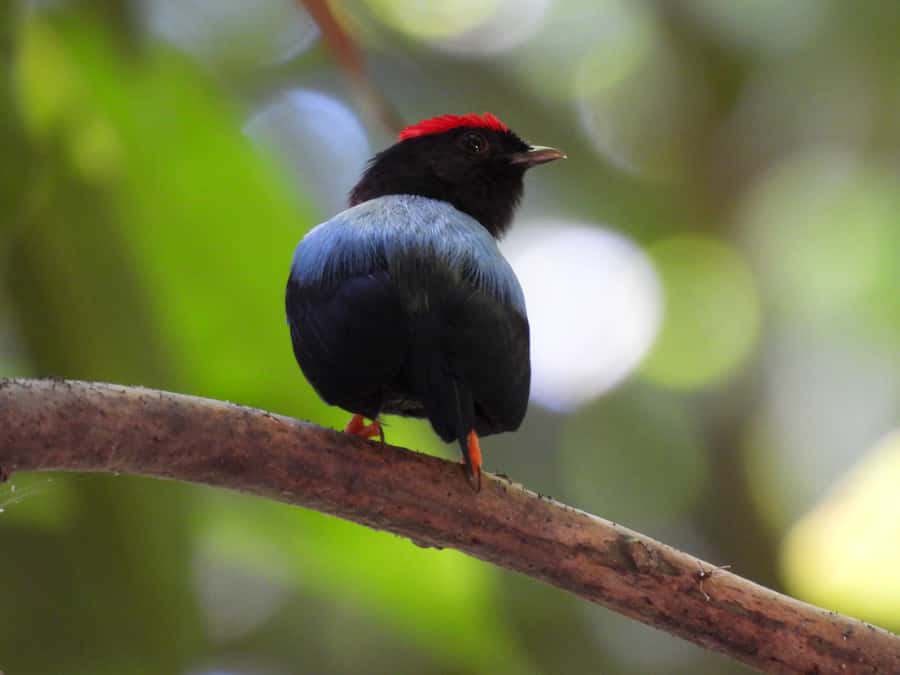 Cartagena: Private Bird-Watching Tour with Breakfast - The Ride Out of Cartagena: More Than Just Getting There