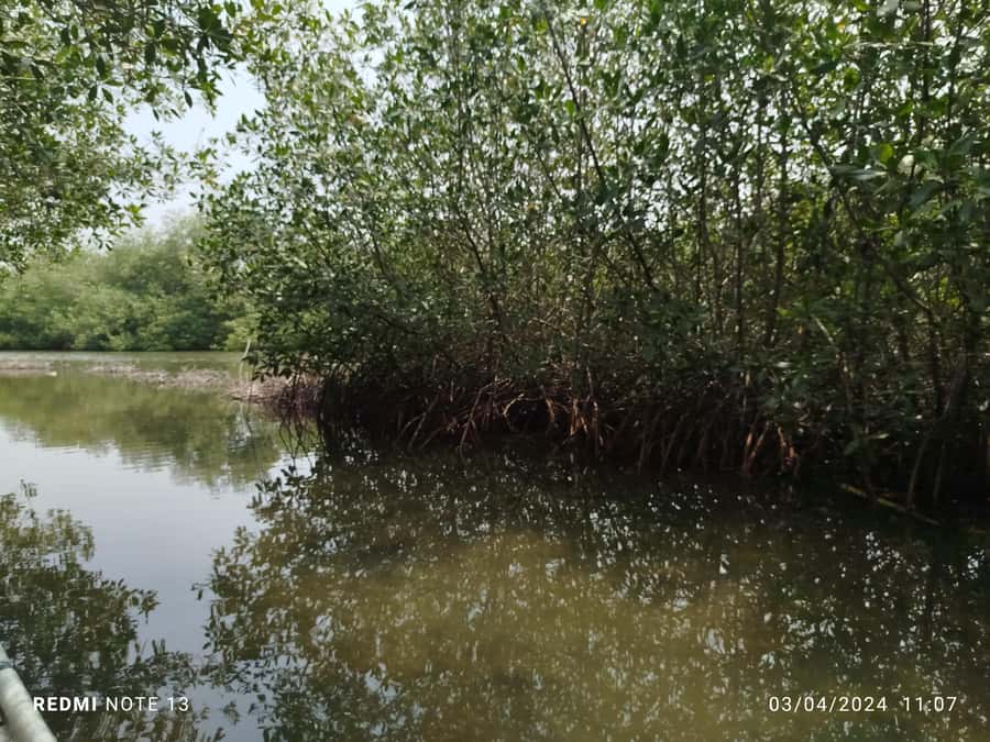 Cartagena: Private Sail in the mangrove GUIDE in ENGLISH - Key highlights at a glance