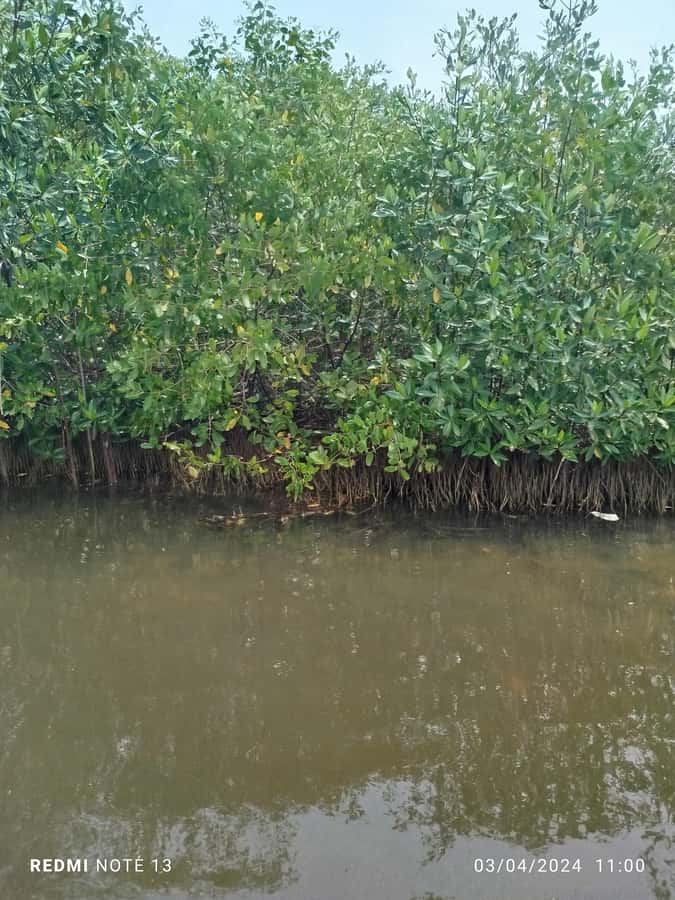 Cartagena: Private Sail in the mangrove GUIDE in ENGLISH - What to bring for an easier mangrove day