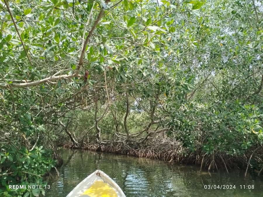 Cartagena: Private Sail in the mangrove GUIDE in ENGLISH - The canoe-style sail: what the 90 minutes to 2 hours really feels like