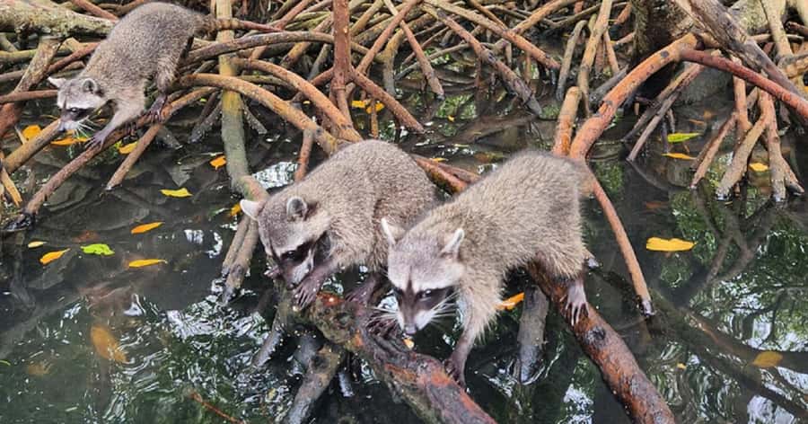 Cartagena: Raccoon Island Snorkel, Mangrove, Photos & Lunch - Barú Island by Coach and Speedboat: Your Day Starts Early