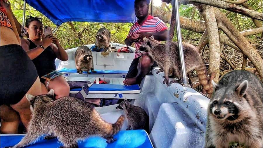 Cartagena: Raccoon Island Snorkel, Mangrove, Photos & Lunch - Raccoon Feeding and Photo Time: The Most Playful Part of the Day