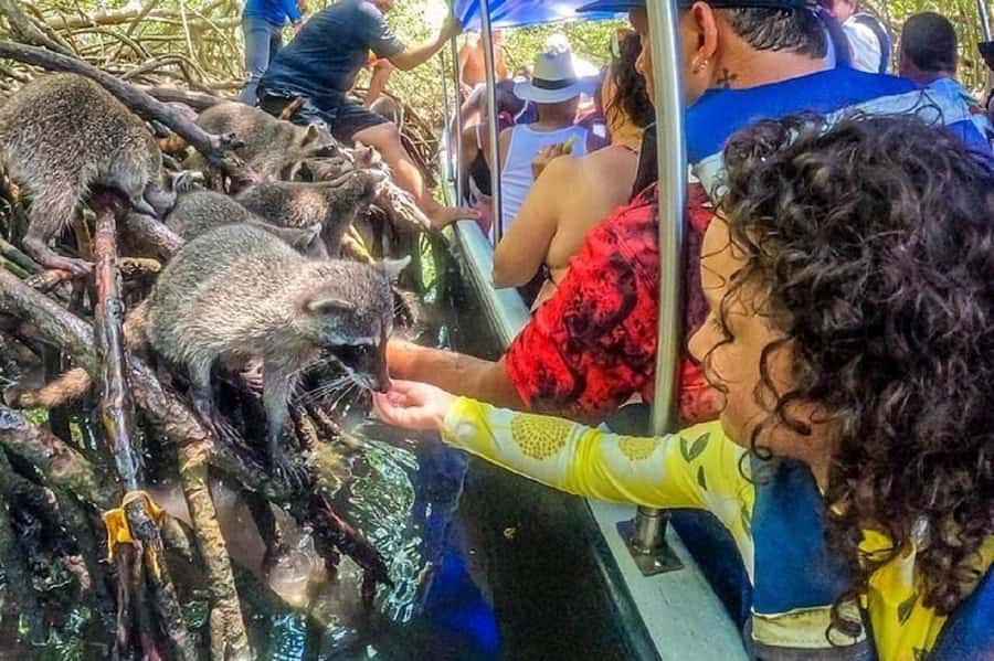 Cartagena: Raccoon Island Snorkel, Mangrove, Photos & Lunch - Snorkeling With Glass Masks and Underwater Photos: Included, But Time-Boxed