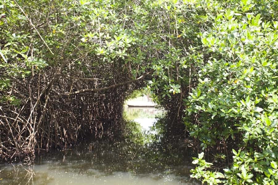 Cartagena: Raccoon Island Snorkel, Mangrove, Photos & Lunch - Playa Blanca on Barú: Where the Day Finally Gets to Breathe