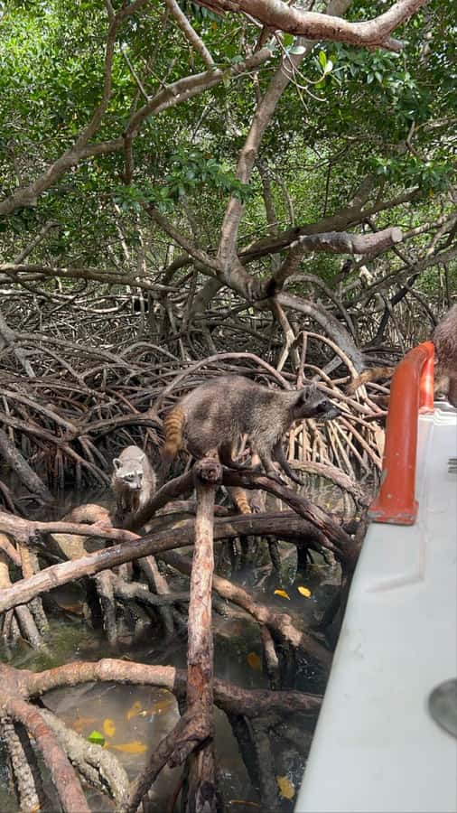 Cartagena: Raccoon Island Snorkel, Mangrove, Photos & Lunch - Lunch on Barú plus Photo Stops: Eat, Then Pace Yourself