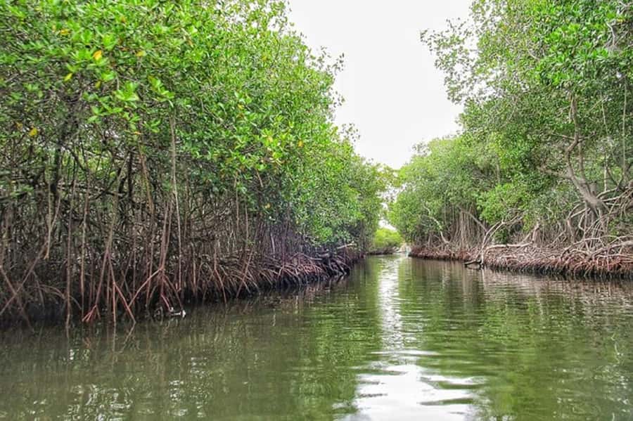 Cartagena: Raccoon Island Snorkel, Mangrove, Photos & Lunch - Who Should Book This Tour (and Who Should Skip It)