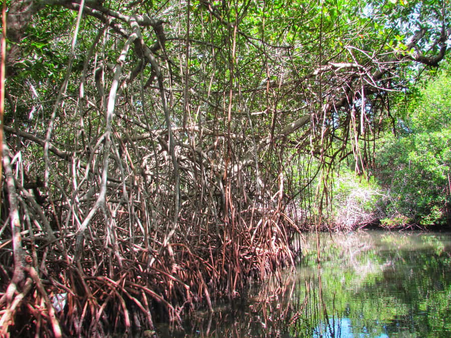 Cartagena: Rosario Island and Mangroves Private Day Trip - The mangrove boat tour: wildlife, calm water, and a great guide