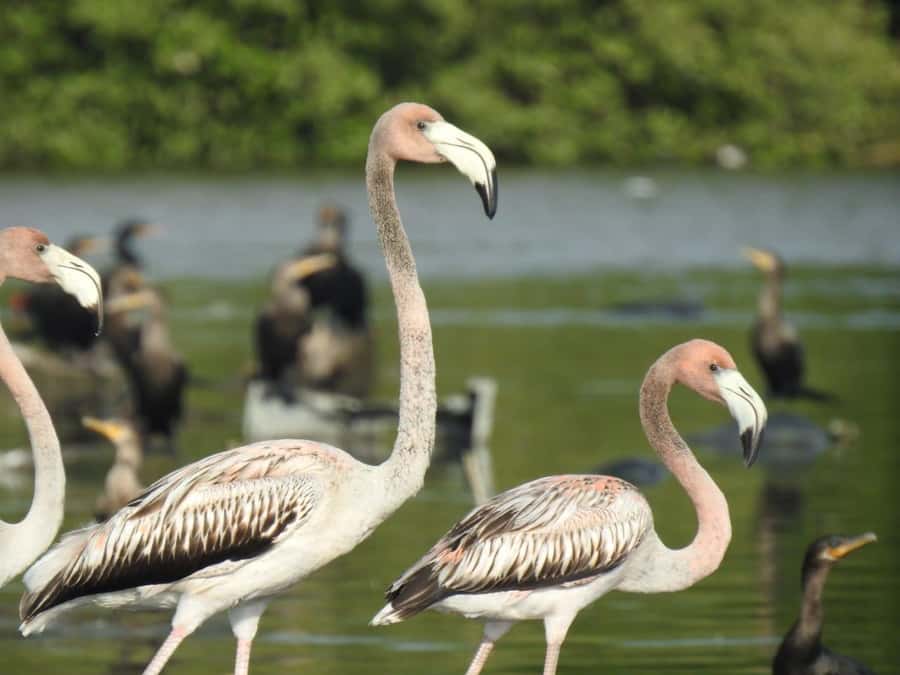 Cartagena: Sail in the mangroves of Cartagena - Your route includes 3 tunnel moments, plus open-water sailing